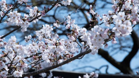 Сакура во дворе — как вырастить японское чудо в Украине - 285x160