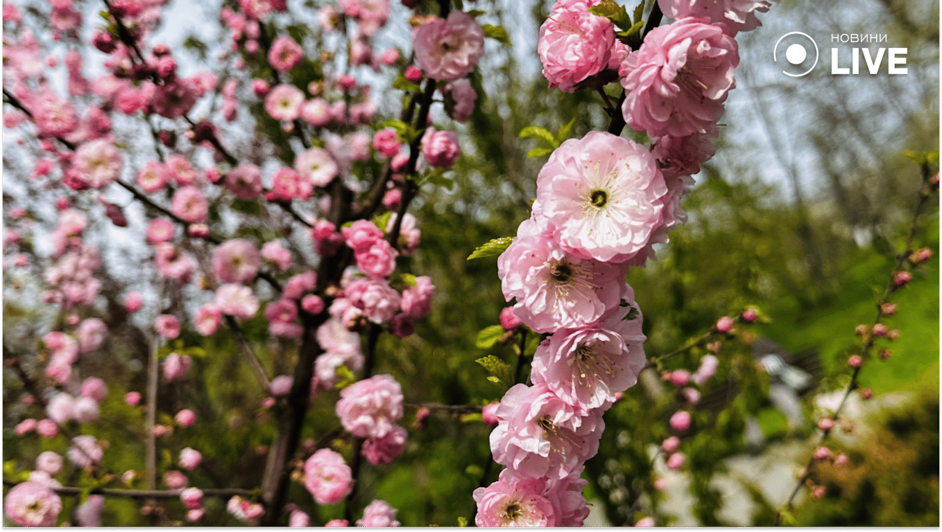 Урожай-2026 на Одещині: перші прогнози після холодної зими - фото 4