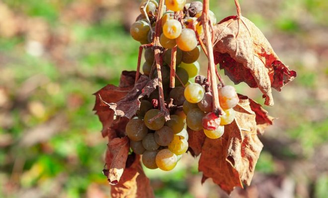 Признак нехватки влаги винограда