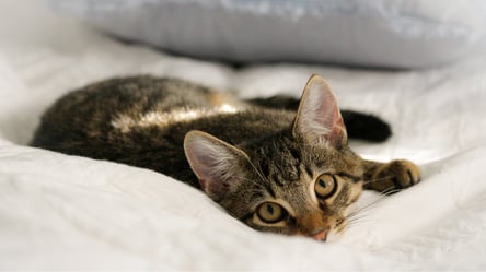 ТОП 7 поширених міфів про догляд за кішками, в які не варто вірити - 285x160