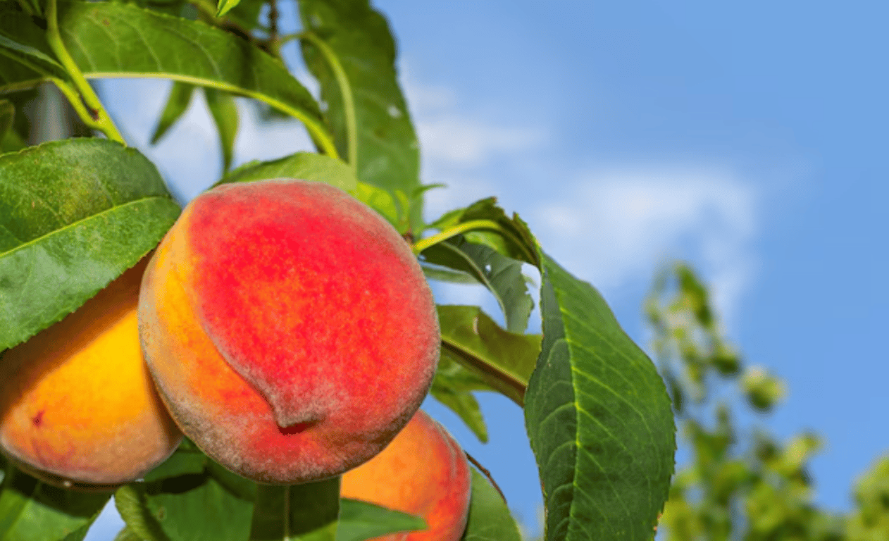 Сочные персики на дереве