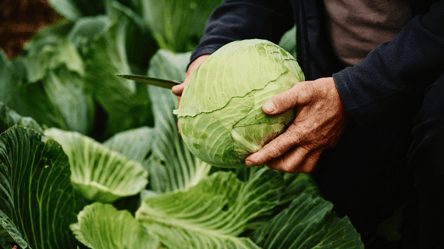 Зберігайте капусту правильно — секрет, щоб качани лежали до весни - 285x160