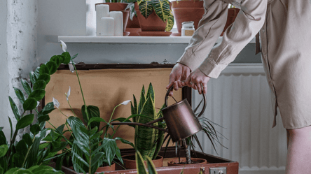 Комнатные растения зимой — как очистить листья и сохранить зелень - 285x160