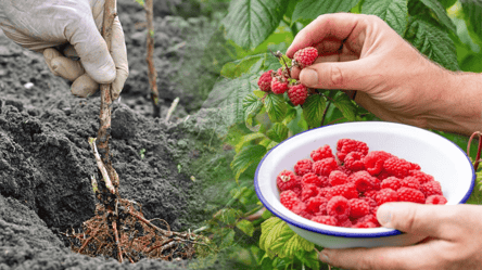 Этот сорт малины слаще сахара: что посадить в саду в 2026 году - 285x160