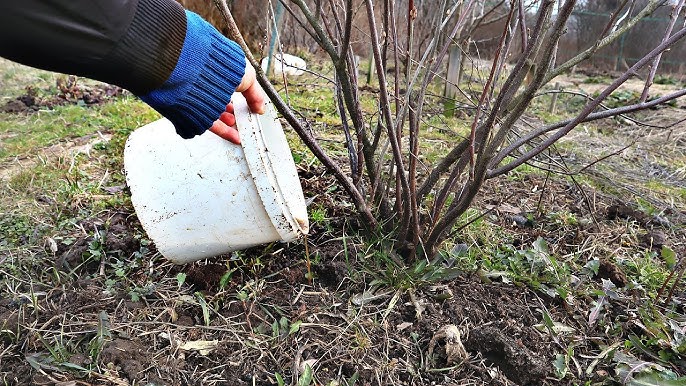 Як виростити смородину, щоб була розміром з виноград — ефективне добриво