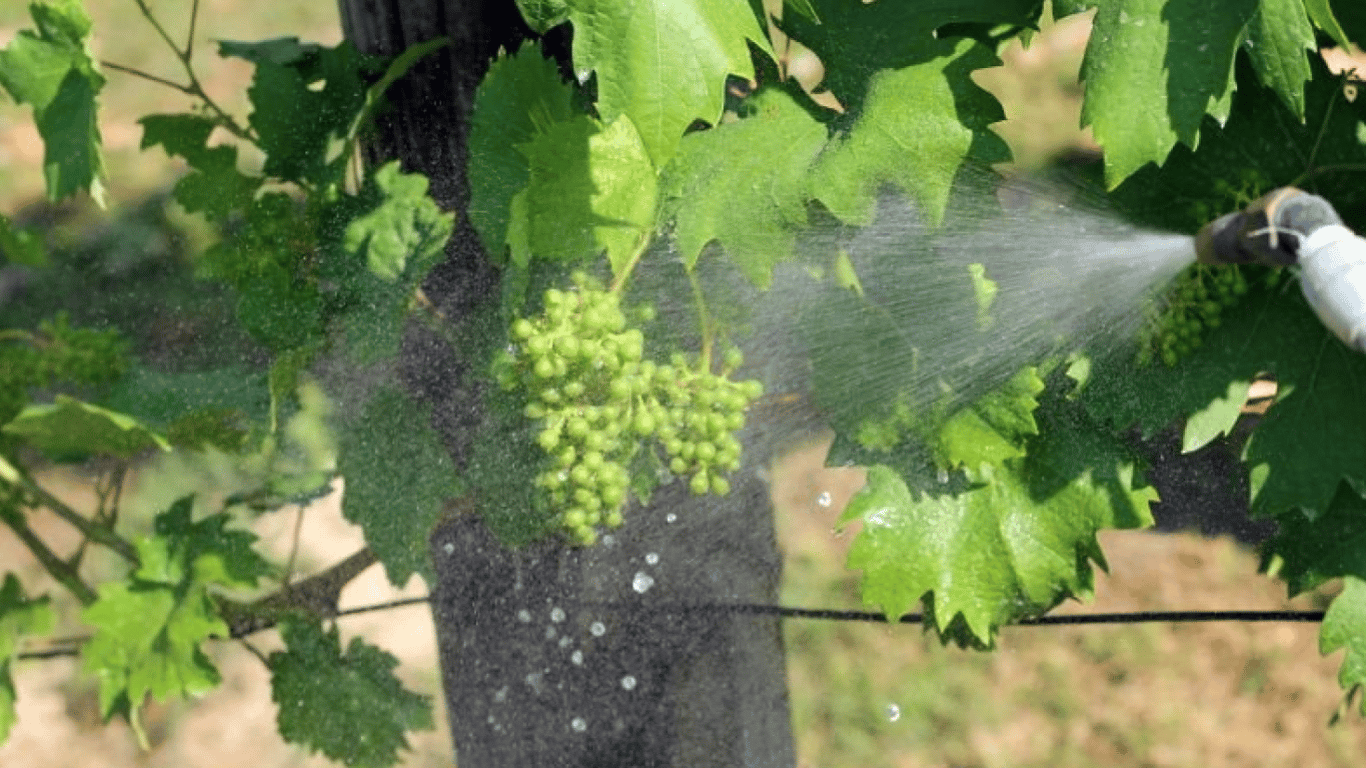 Как узнать, что винограду не хватает влаги — когда поливать растение в саду