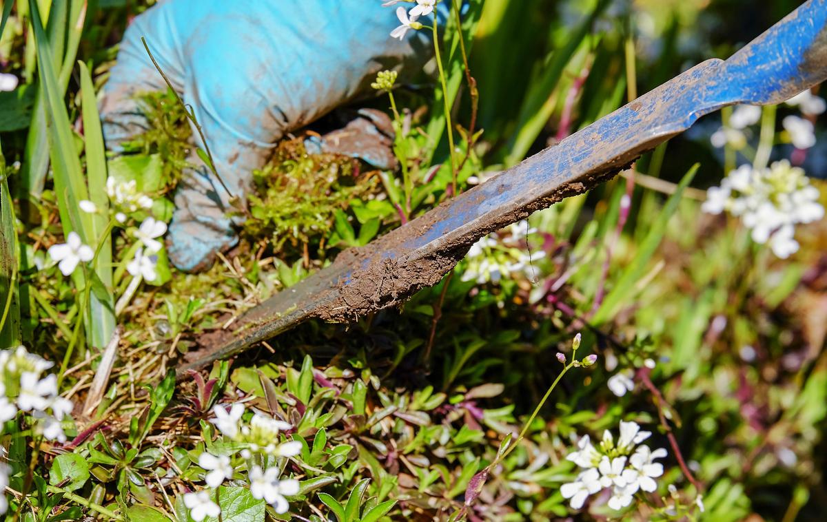 Удаление сорняков