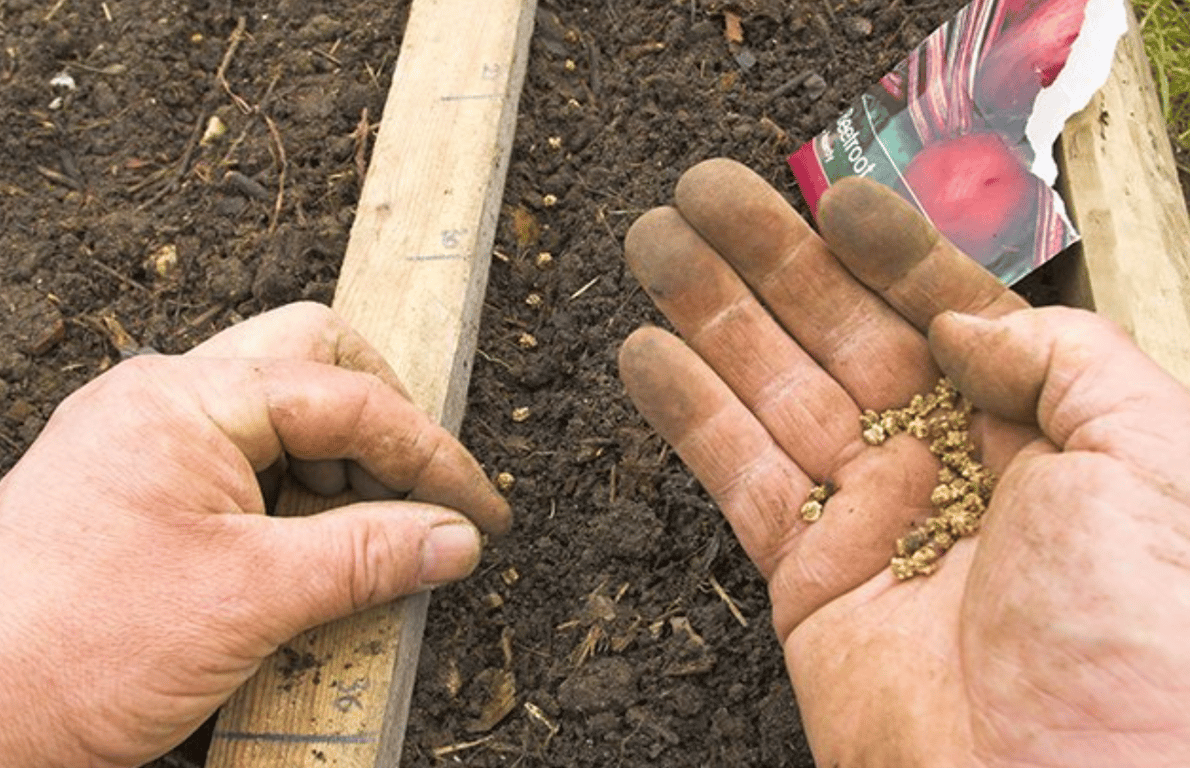 Семена свеклы