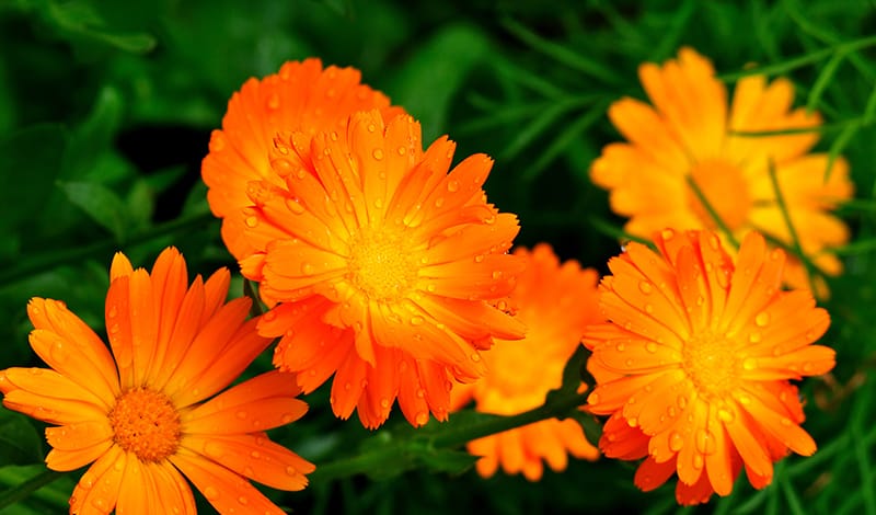 Ярко-оранжевые цвета календулы.