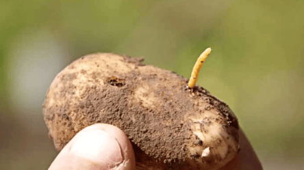 Врожай залишиться цілим — як захистити картоплю від дротяника - 285x160