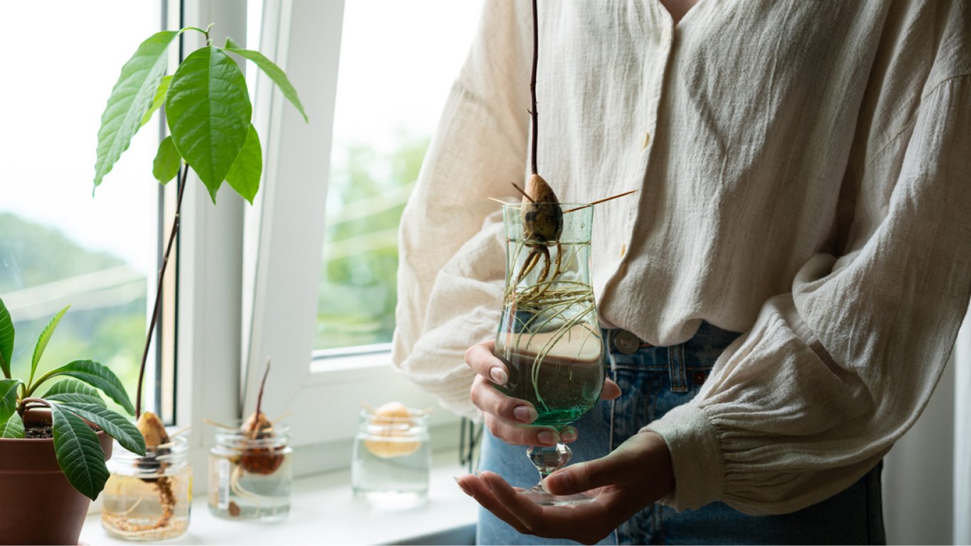 Как вырастить авокадо из косточки в домашних условиях — полезные советы и техника