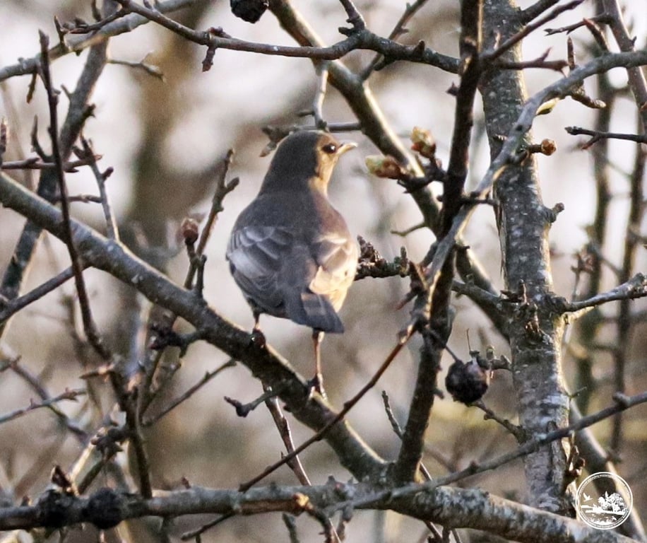 Дрізд гірський в Чорнобилі
