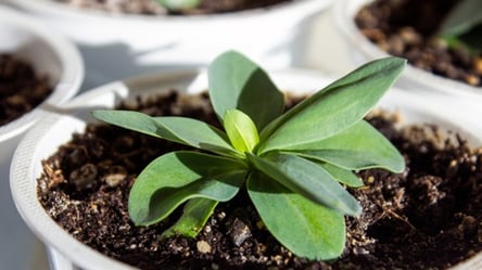 Еустома зацвіте рано — секрет правильних строків посіву - 285x160