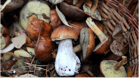 Гриби у вересні — де шукати та за що можна отримати штраф - 285x160