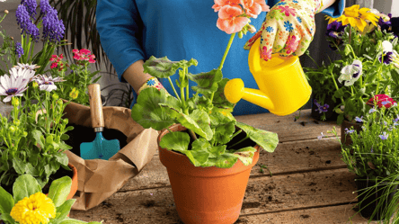 Омоложение пеларгонии осенью — как правильно провести обрезку - 285x160