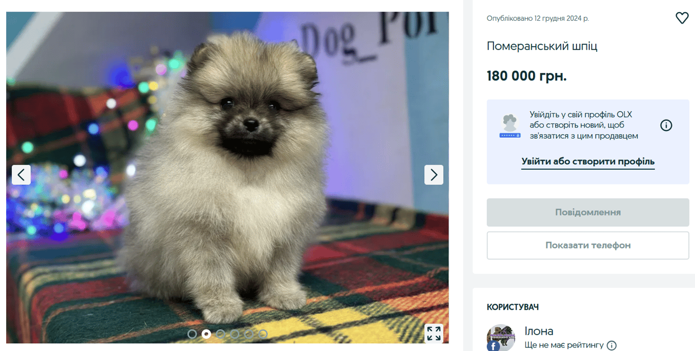 Элита среди хвостатых – какие породы собак дорого продают на OLX - фото 3