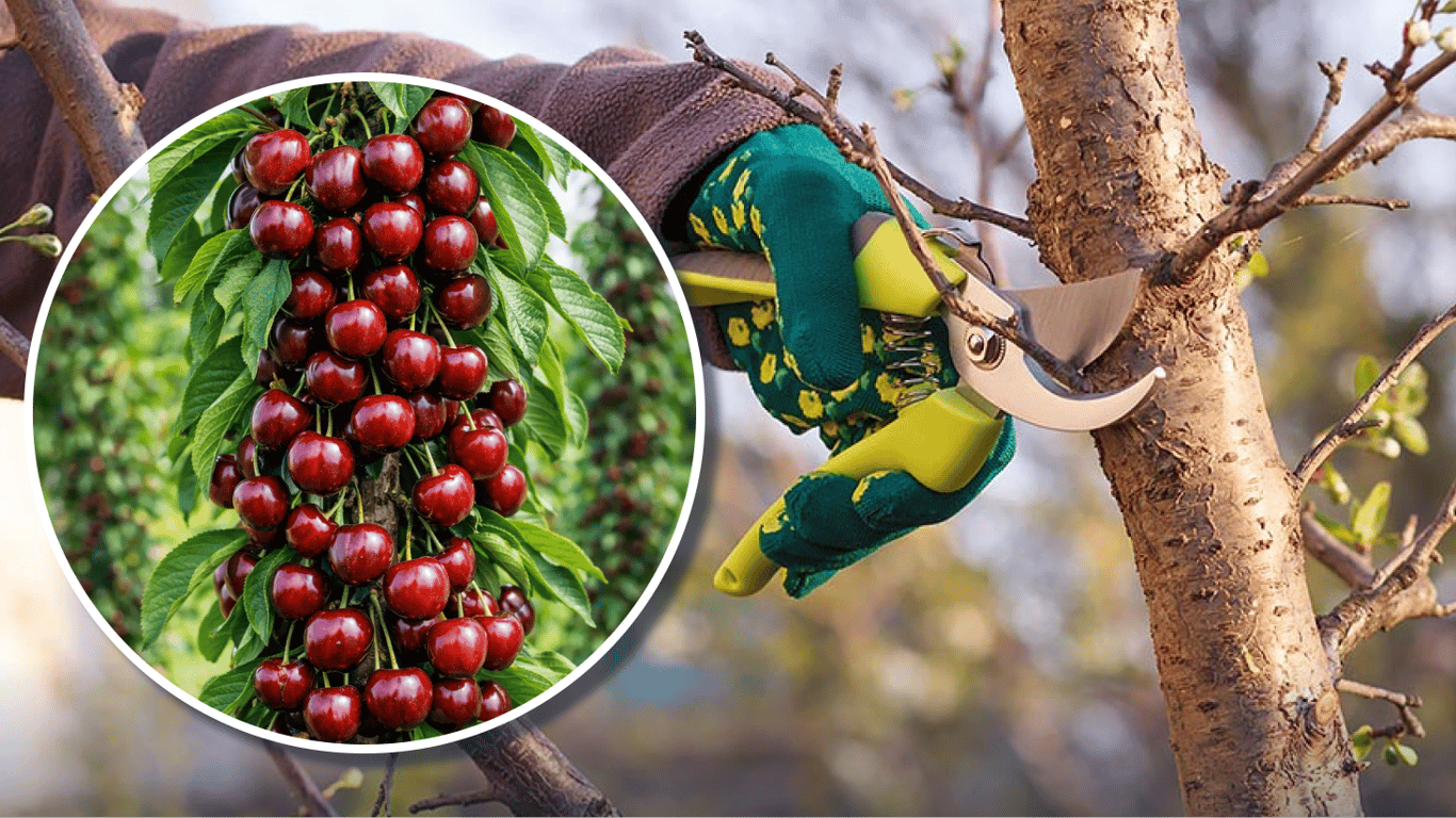 Как и когда обрезать колоновидную черешню: урожай будет фантастическим