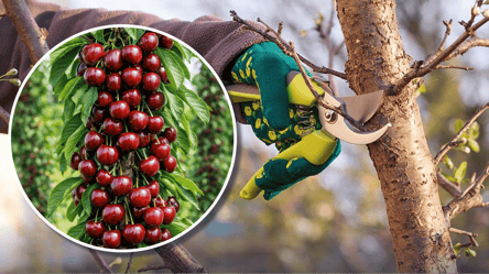 Как обрезать колоновидную черешню: урожай будет фантастическим - 285x160