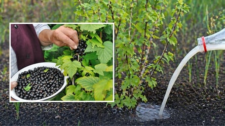 Полейте этим смородину в мае, и кусты засыплют сладкими ягодами - 285x160