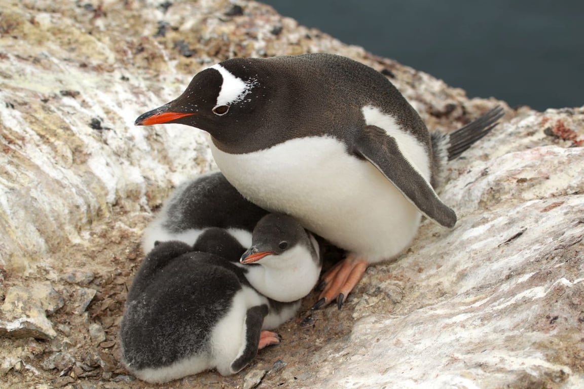 Пташенята у гнізді з дорослим пінгвіном