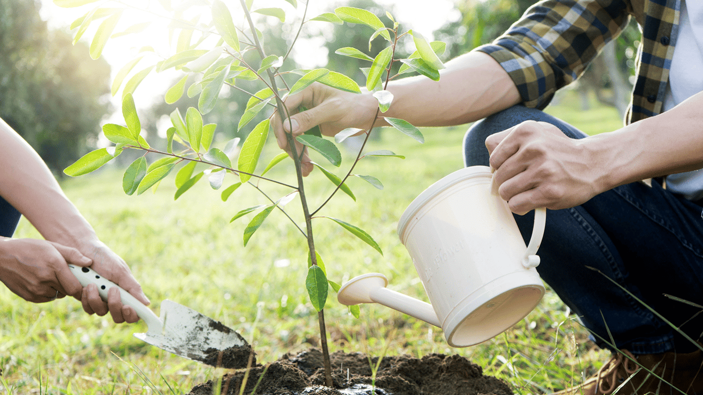 What to plant right away in the ground in March 2025 — tips for summer residents