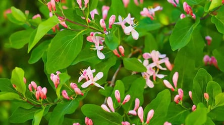 На Одесщине расцвел опасный "цветок смерти" — редкое явление - 285x160