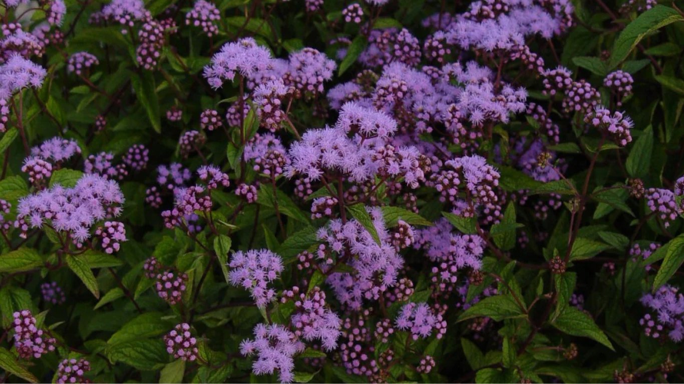 Когда и как посадить садник голубой на огороде