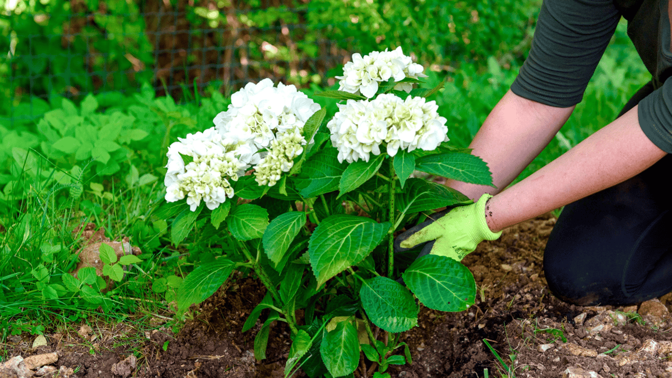 Коли і як правильно садити гортензію в саду — правила догляду і вирощування
