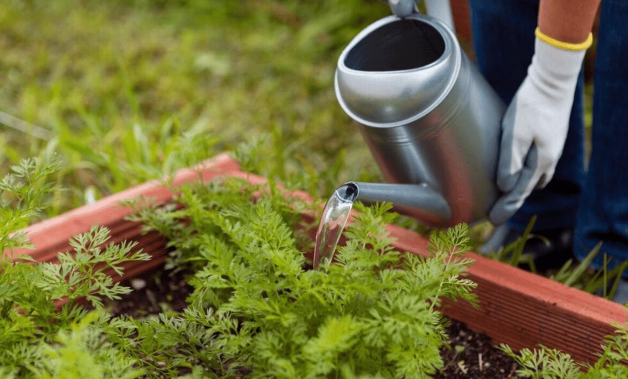 Полив моркови