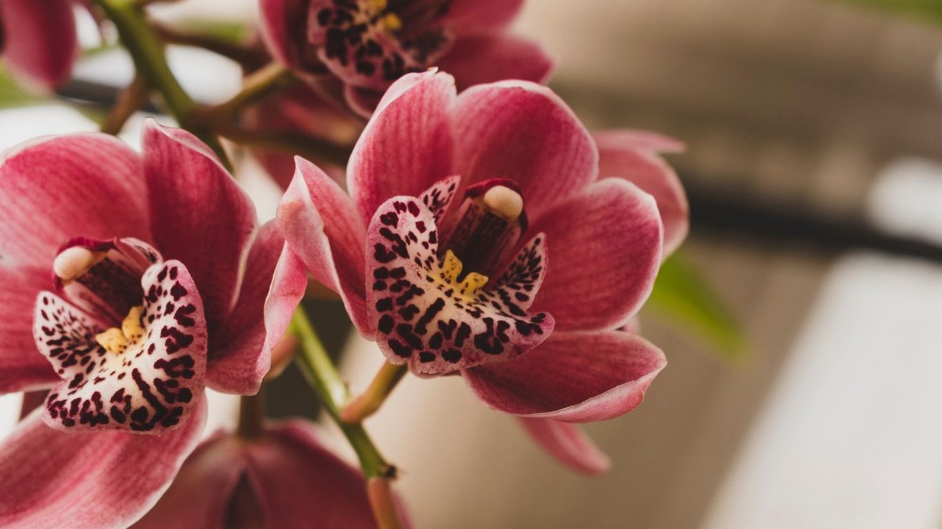 Как спасти орхидею, которая завяла
