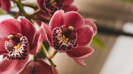 Як врятувати орхідею — супер метод із часником та рисом - 285x160