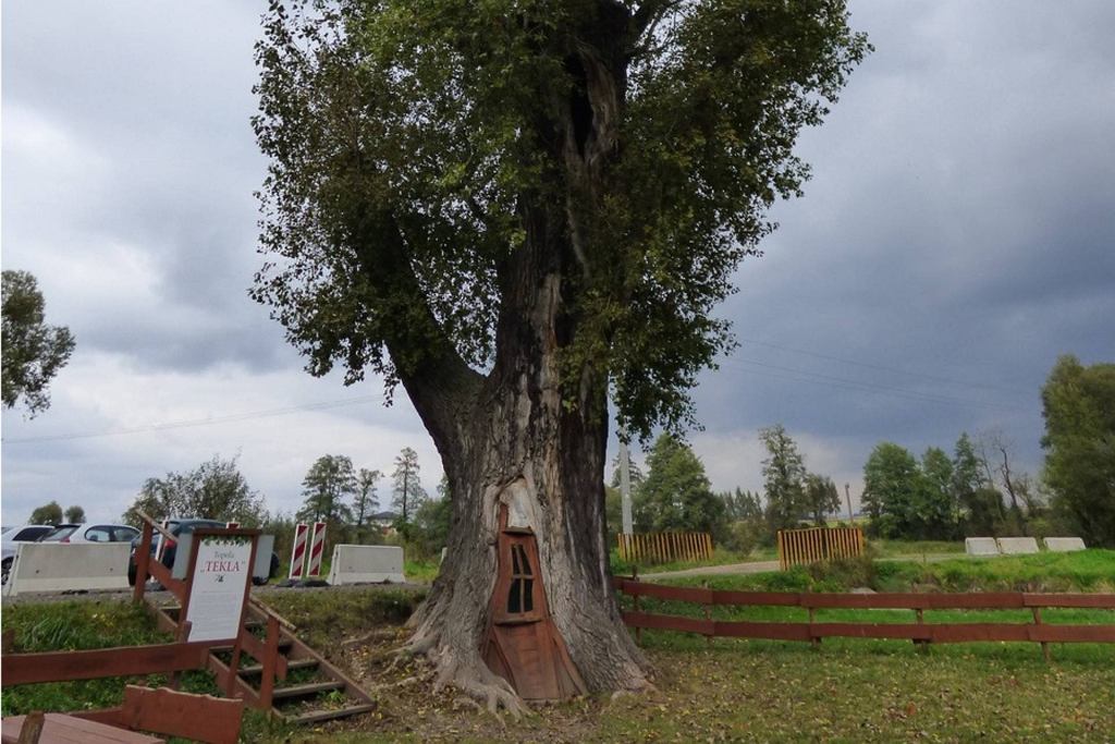 Topola Tekla. Фото: gazeta.pl