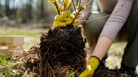 Осенняя высадка кустов — секрет быстрого укоренения - 285x160