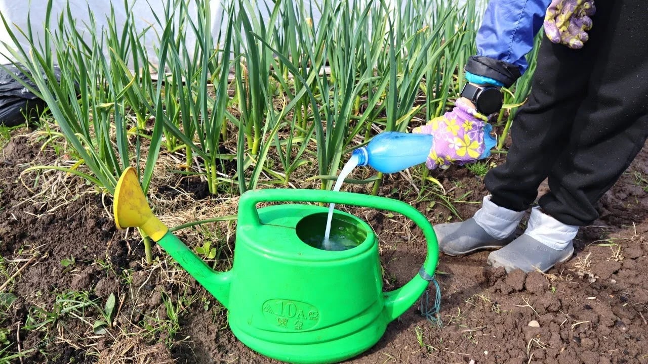 Рецепт ідеального добрива для підживлення часнику у липні