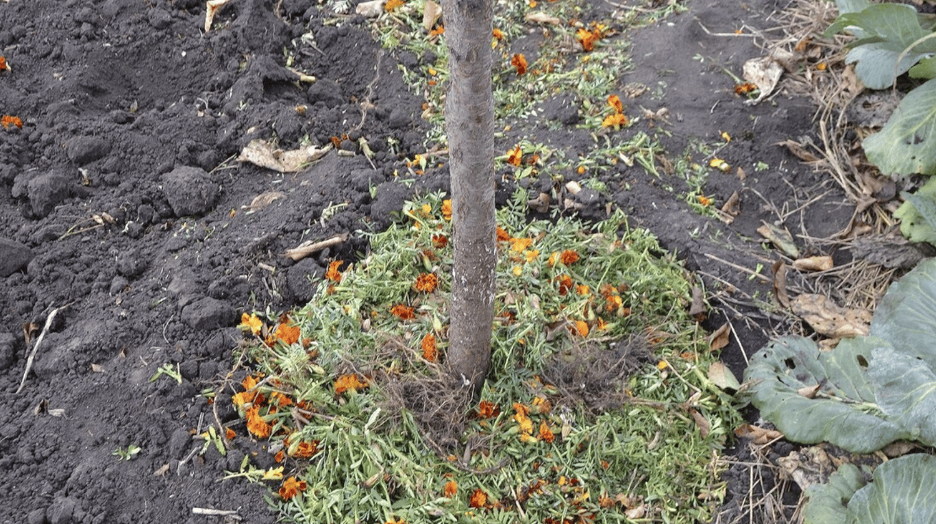 Ботва бархатцев