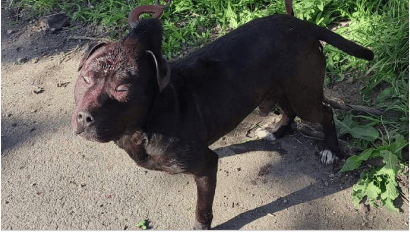 В Одессе избили собаку, а потом привязали ее за шкуру к дереву - фото 1