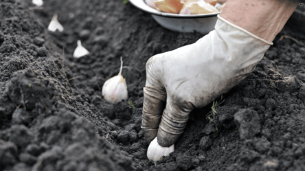 Що зробити з грядкою для посадки озимого часнику — це треба знати - 285x160