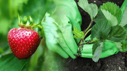 Когда и как посадить клубнику на огороде осенью 2025 — советы - 285x160
