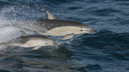 В акватории Черного моря продолжают гибнуть дельфины: в чем причина - 285x160