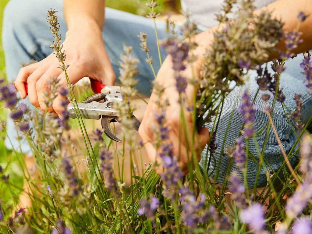 Процесс обрезки лаванды в саду