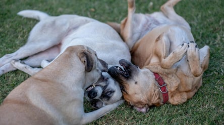 Штраф за вигул собаки — що мають знати власники небезпечних порід - 285x160