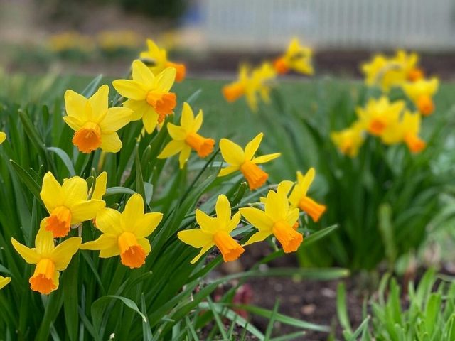 Красивые желтые нарциссы в саду