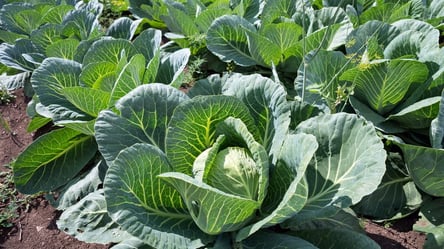 Як поливати капусту у вересні, щоб не зіпсувати врожай - 285x160