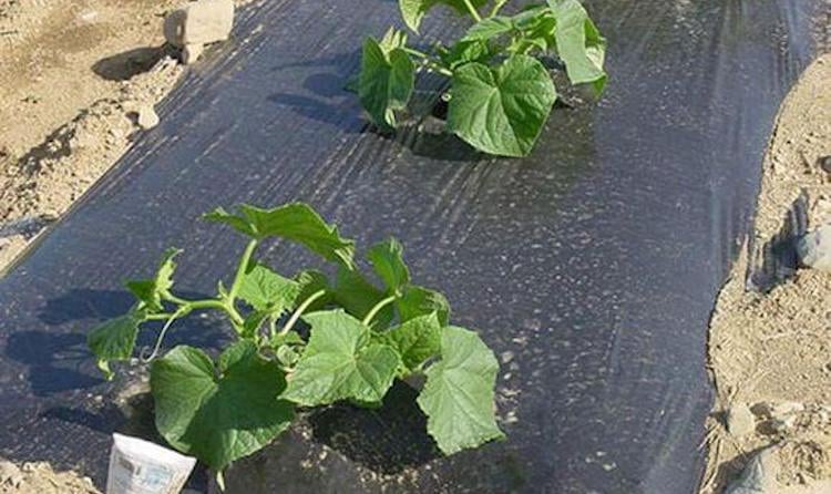 Выращенные огурцы под пленкой