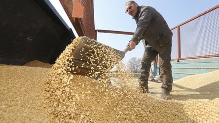 Зерно в Україні може подешевшати: які наслідки продовження ембарго на український агроекспорт в ЄС - 285x160