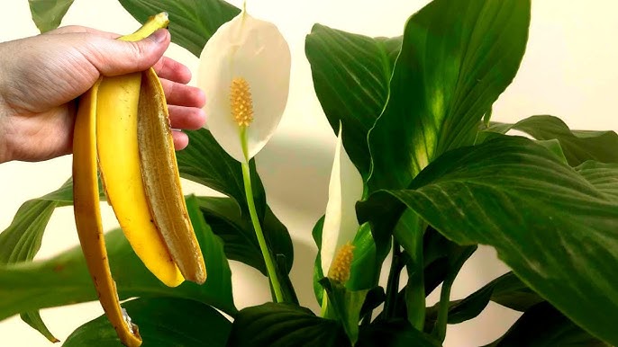 Банановая шкурка и спатифиллум