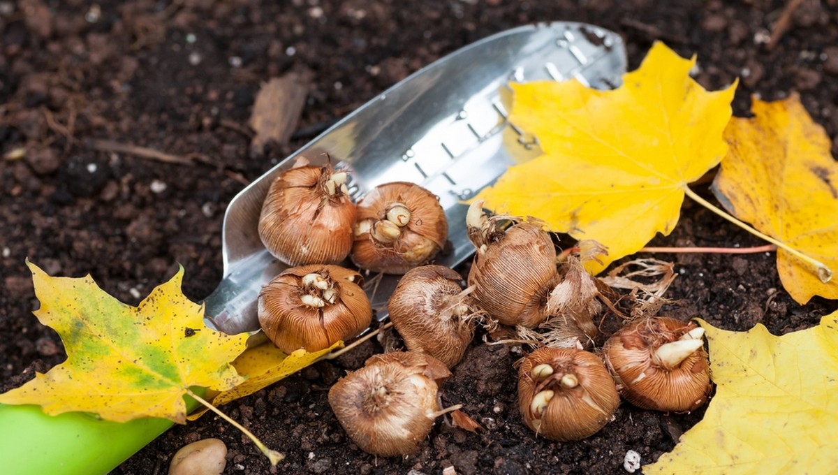 Луковицы цветов