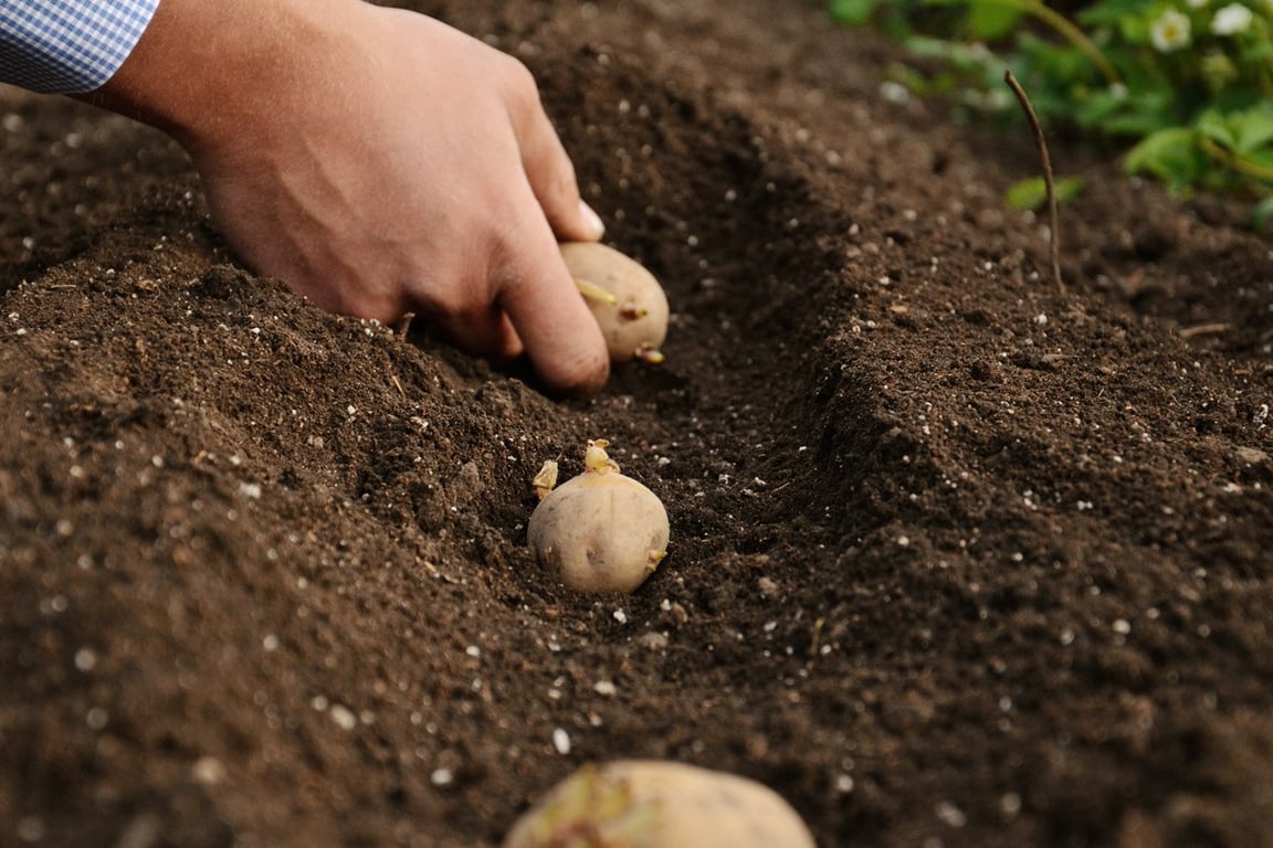 Удобрения, которые сделают ваш урожай картофеля мелким и гнилым — список