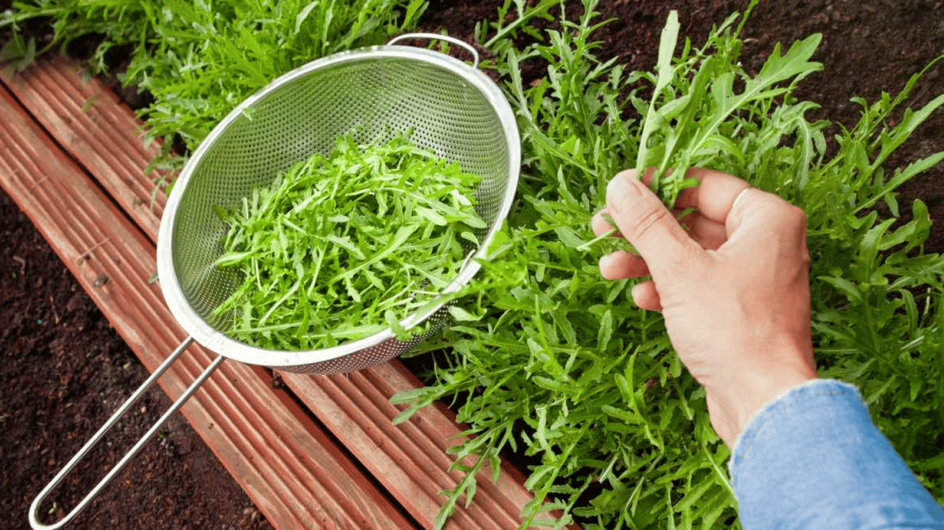 Як виростити руколу, щоб не гірчила: секрети смачного врожаю