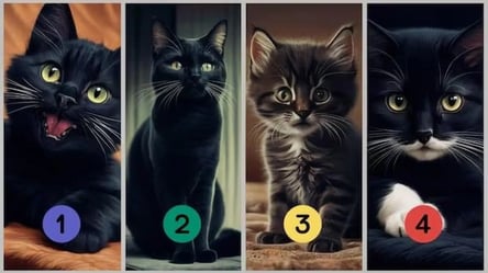 Експрес-тест з кішками — наскільки ви щаслива людина - 285x160